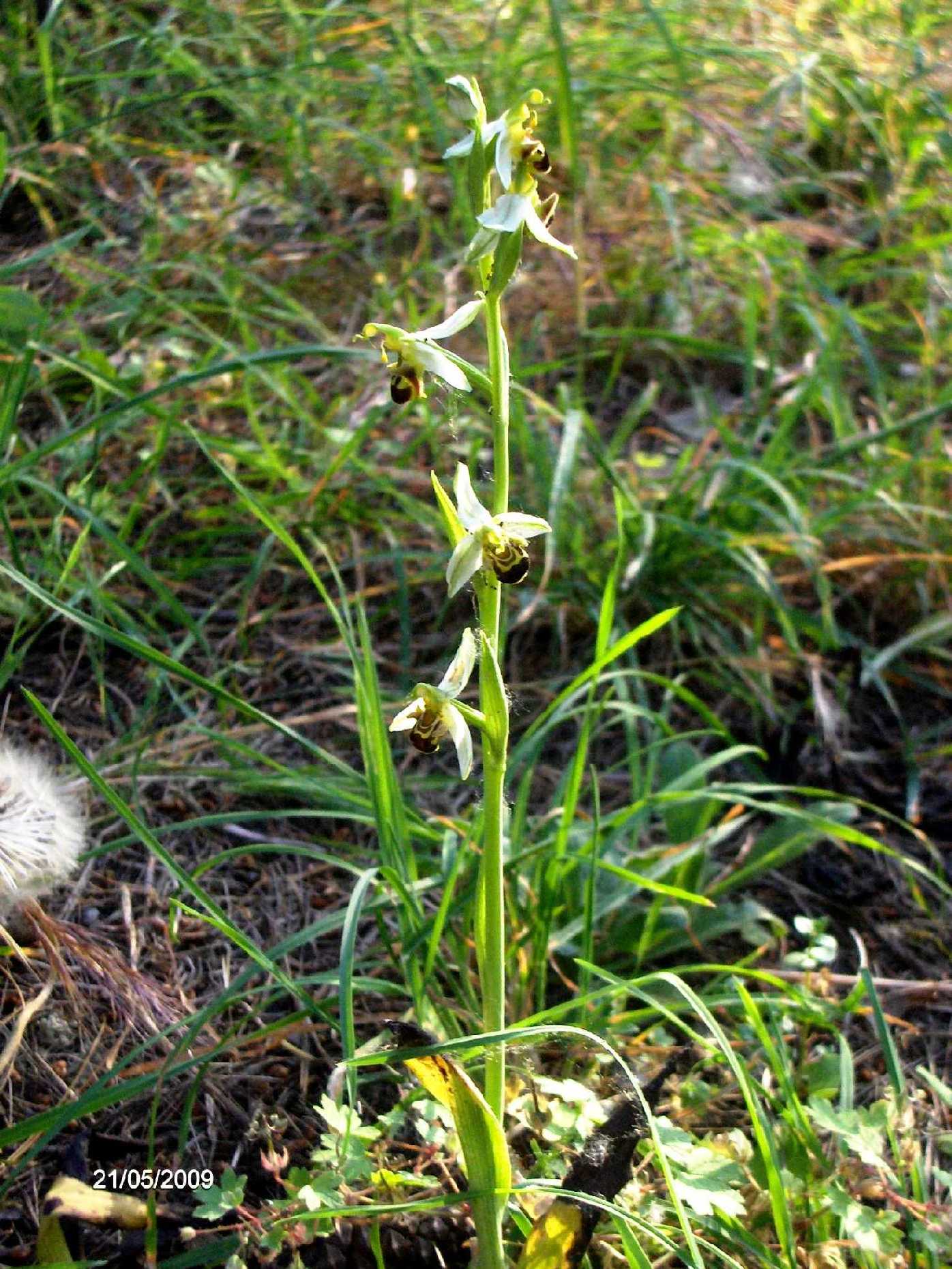 Ophrys sp.?